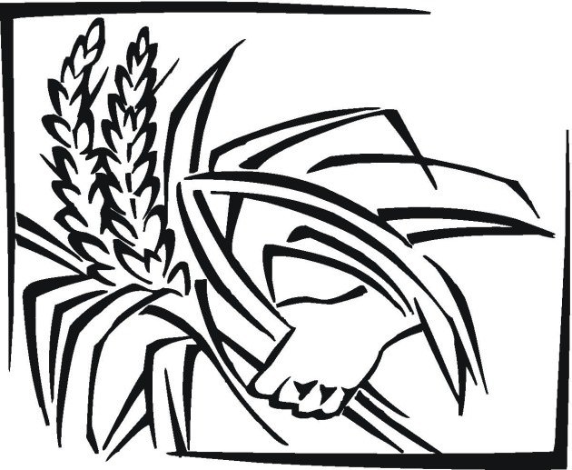 630x517 Wood Grain Coloring Pages