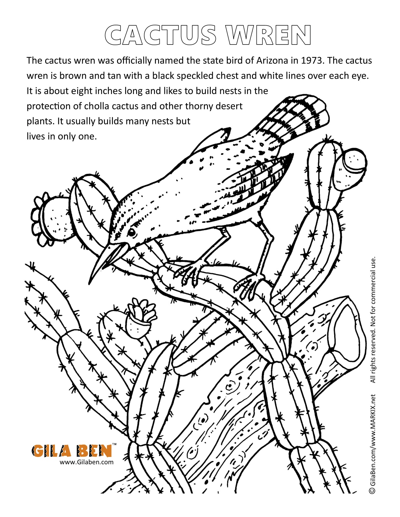 1275x1650 Arizona State Bird Cactus Wren Coloring Page