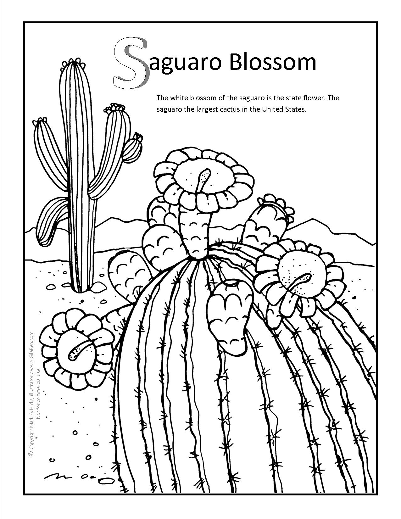 1275x1650 Saguaro Blossom Coloring Page.jpg