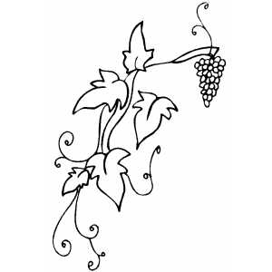 300x300 Grapevine Coloring Page
