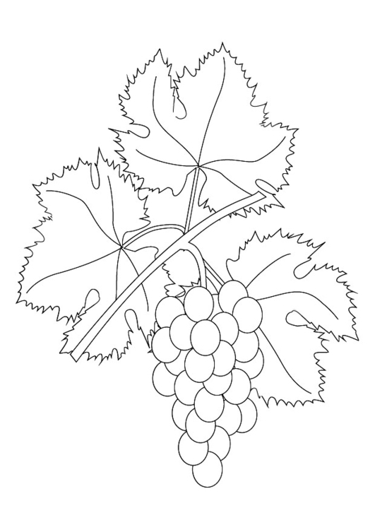 531x750 Coloring Page Grapevine