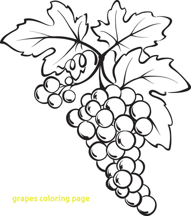 620x700 Grapes Coloring Page With Free Printable Bunch Of Grapes Coloring