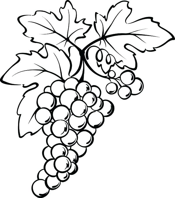 600x677 Grape Coloring Page Grape Leaf Coloring Page Photograph Grapes