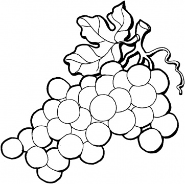 362x360 Grapes Coloring Page