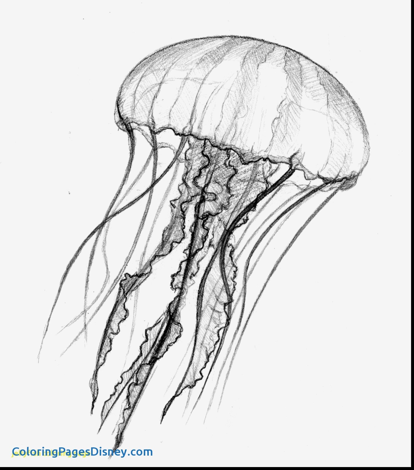 1408x1599 Jellyfish Coloring Pages Inspirational 50 Beautiful Graph