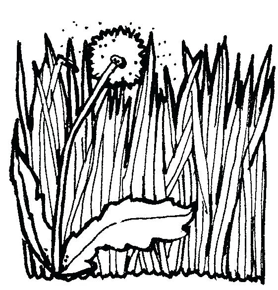 Grass Coloring Page