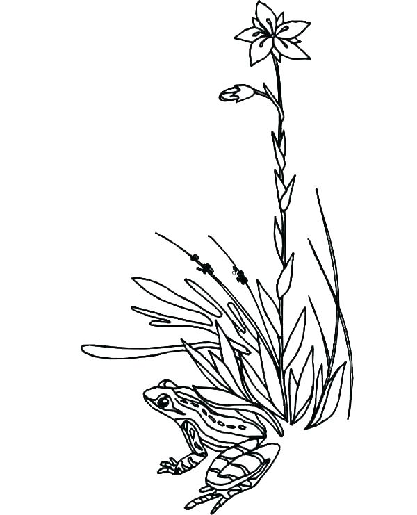 600x741 Grass Coloring Page Realitic Plant Grass And Flowers Coloring