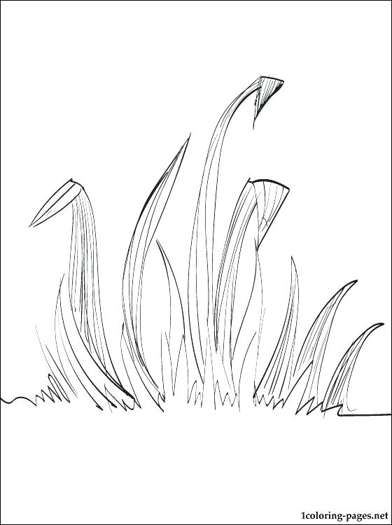 560x750 Grasshopper Coloring Pages Grass Coloring Pages Plus Grass