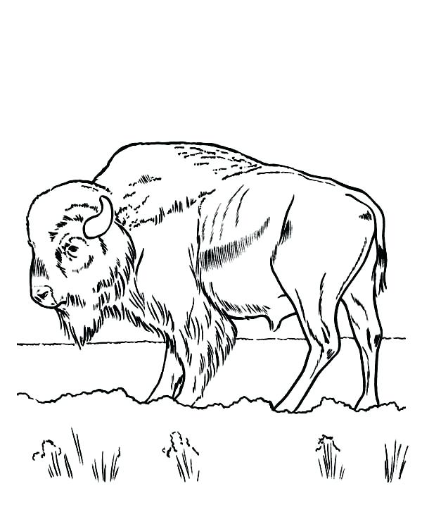 600x734 Bison Coloring Pages Impair.co