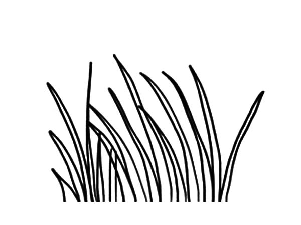 600x450 Grass Coloring Page Long Grass Coloring Pages Color Luna Download