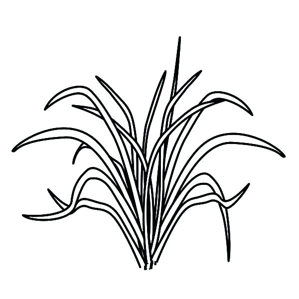 600x600 Grass Coloring Pages Shippa.co
