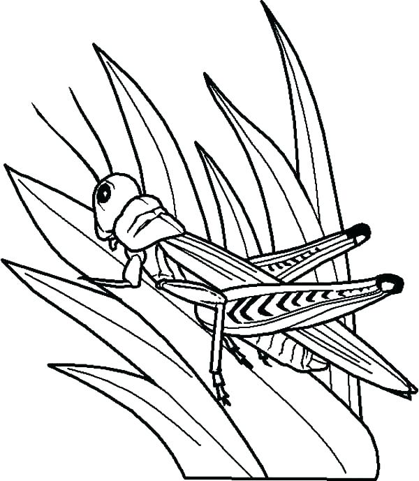 600x689 Coloring Pages Of Ants Grasshopper Coloring Pages Grasshopper