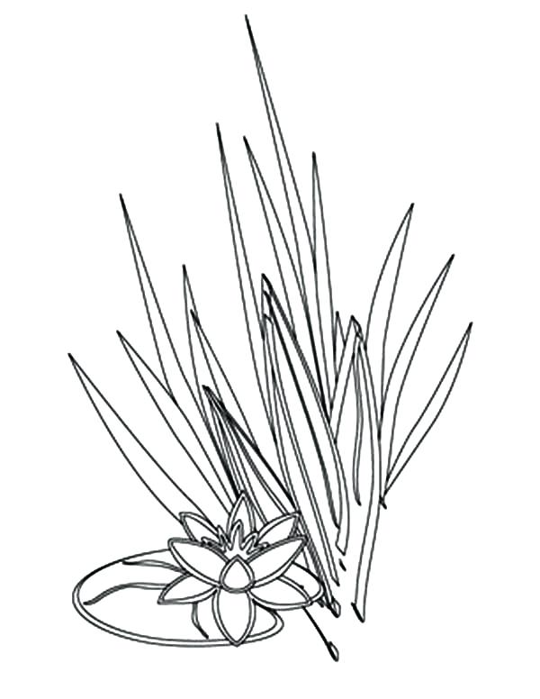 600x776 Grass Coloring Pages As Amazing And Grass Coloring Pages Free
