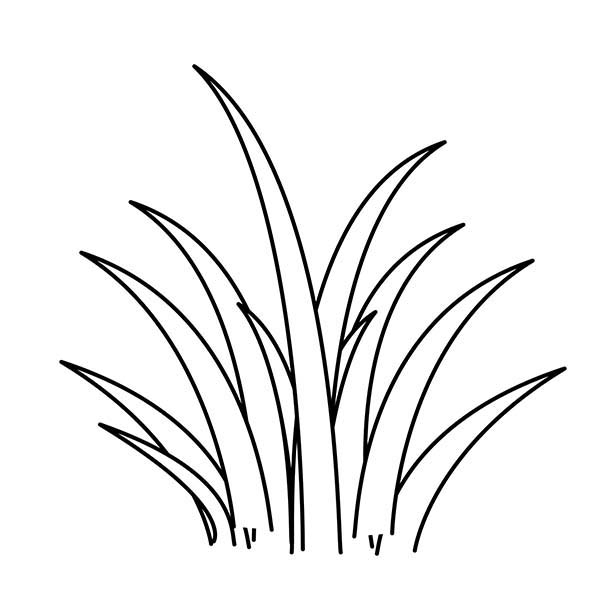 600x600 Grass Coloring Pages Beauteous Grass Coloring Pages For Kids Baby