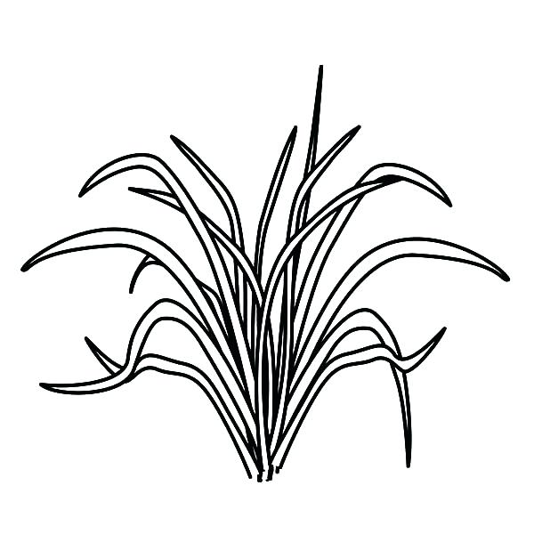 600x600 Grass Coloring Pages Stegosaurus Is Eating The Grass Coloring Page