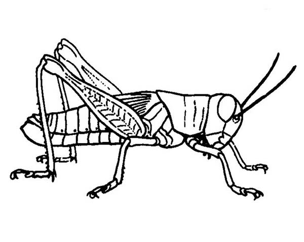 600x477 Grasshopper Picture Coloring Page