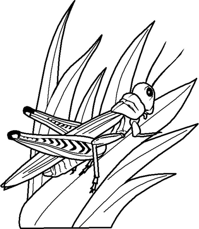 Grasshopper Coloring Pages For Kids