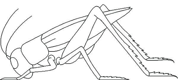 600x269 Grasshopper Coloring Page Dead Grasshopper Coloring Page