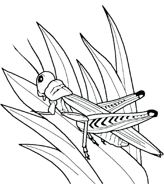 670x750 Grasshopper Coloring Pages Grasshopper And Ant Coloring Page 7