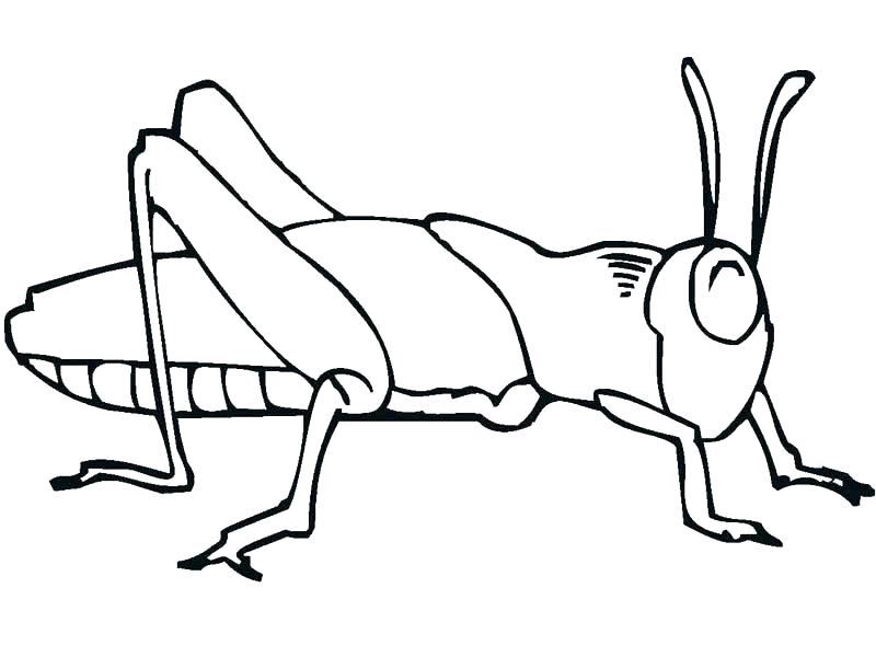 800x600 Grasshopper Coloring Pages Grasshopper Coloring Page Google Ant