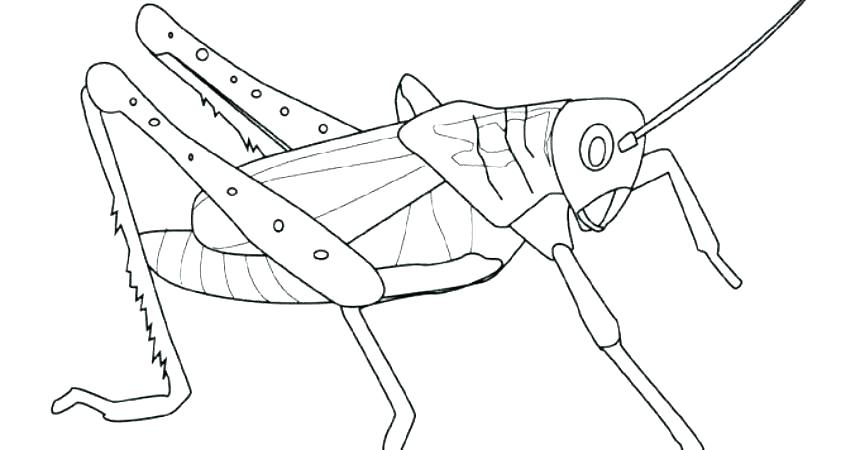 860x450 Grasshopper Coloring Pages Grasshopper Coloring Page Grasshopper