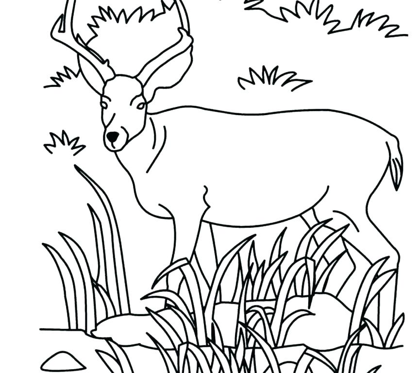 863x768 Grassland Coloring Pages
