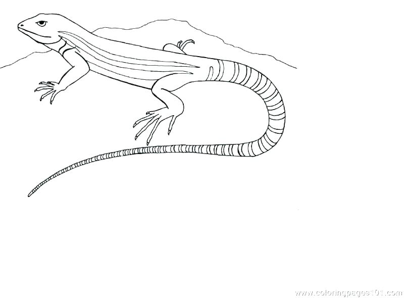 800x590 Grassland Coloring Pages Grassland Coloring Pages X Grasslands
