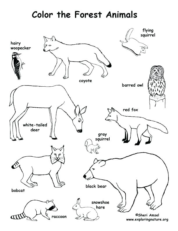 612x792 Grassland Coloring Pages Grasslands Ecosystem Coloring Pages