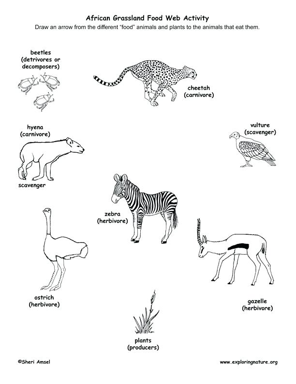 612x792 Savanna Coloring Pages Animal Coloring Pages Printable
