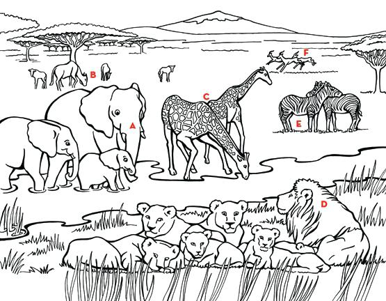 555x432 African Animals Coloring Pages Animals Habitat Savanna Colouring