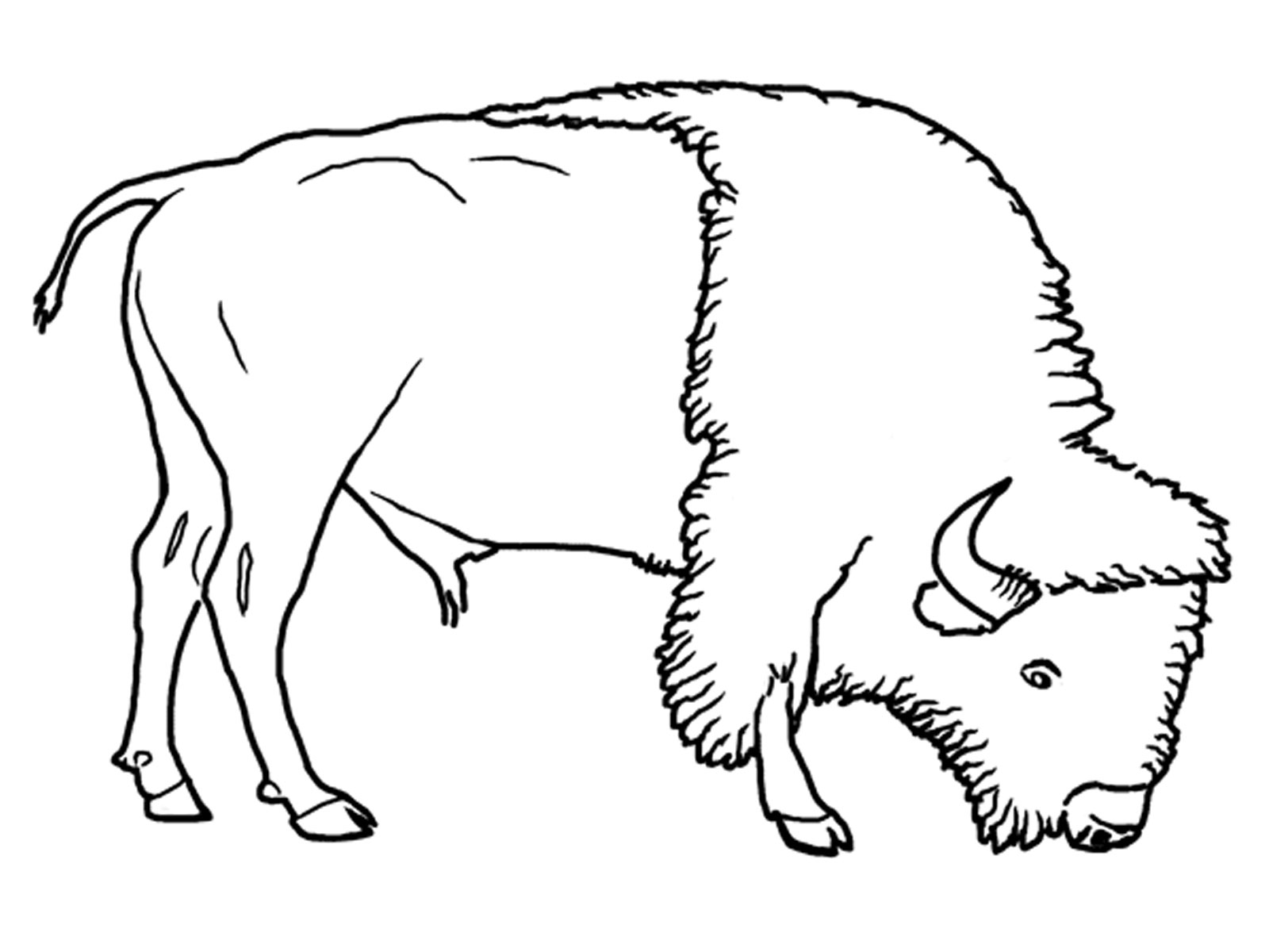 1600x1200 Bison Grassland Animals Coloring Pages