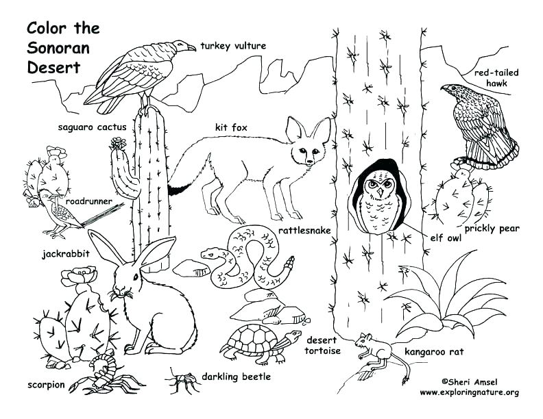 792x612 Grassland Coloring Pages Grassland Animals Coloring Pages Images