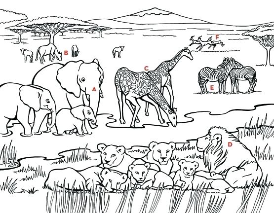 555x432 Grassland Coloring Pages Grasslands Ecosystem Coloring Pages