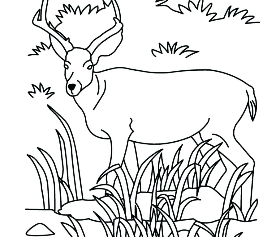 863x768 Grassland Coloring Pages Savanna Animals Coloring Pages Printable