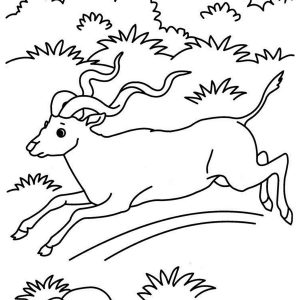 300x300 Adult Grassland Coloring Pages Grassland Coloring Pages. Coloring