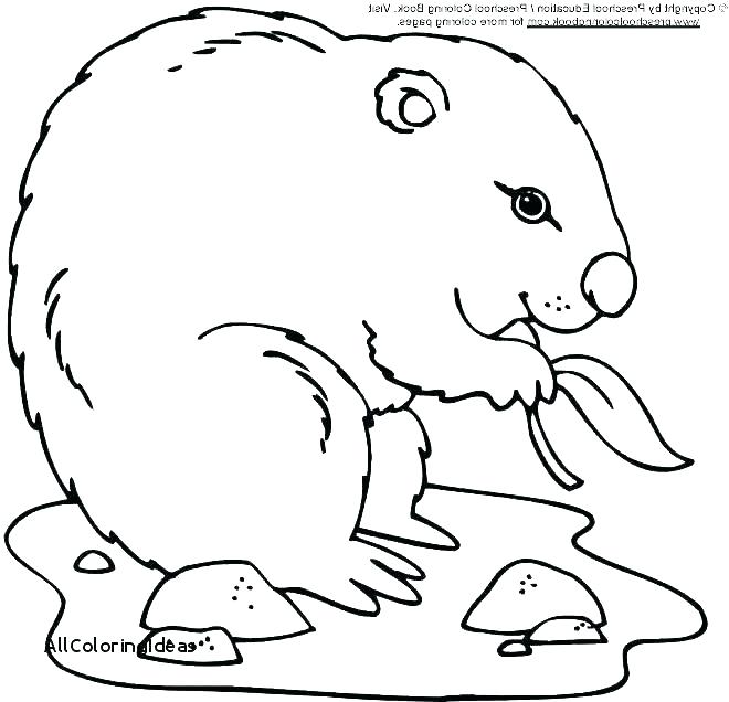660x636 African Grasslands Coloring Pages Jgheraghty.site