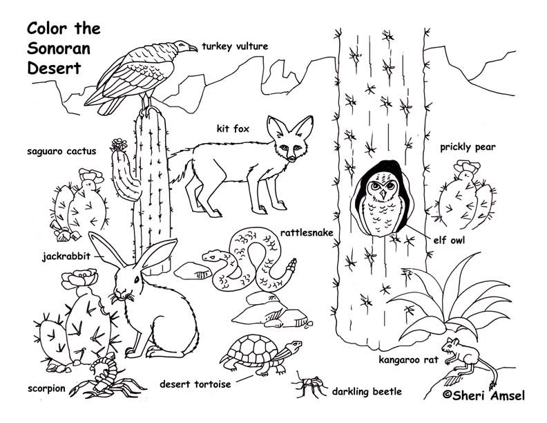 792x612 Grassland Animals Coloring Pages 1000 Images About Coloring