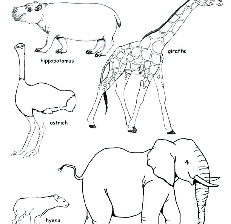 791x768 Grassland Coloring Pages Shippa.co