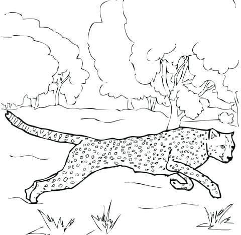 480x468 Grass Coloring Page Coloring Pages Of Trees And Grass Frog