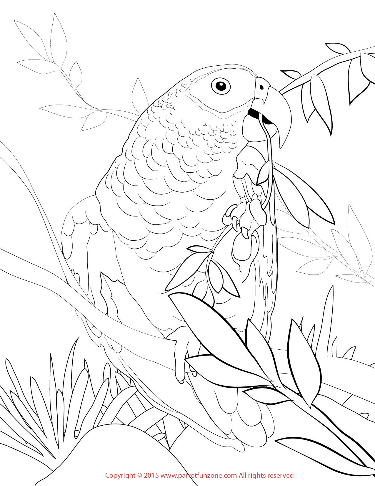 1275x1650 African Grey