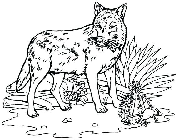 576x448 Free Wolf Coloring Pages Grey Wolf Coloring Pages Wolf Coloring