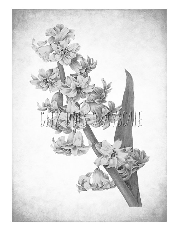 570x738 Grayscale Flower Grayscale Coloring Page Adult Coloring