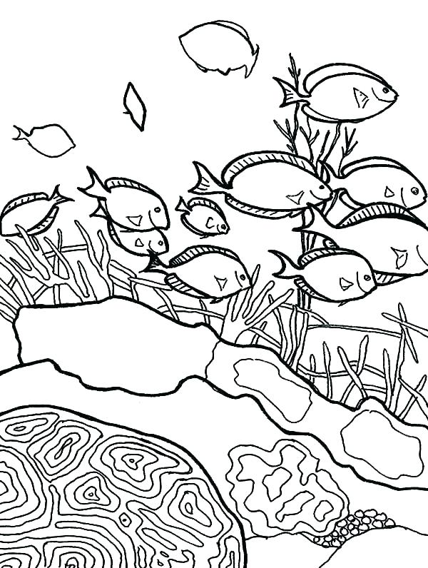 600x796 Free Great Barrier Reef Coloring Pages Coral Ocean Habitat Pin