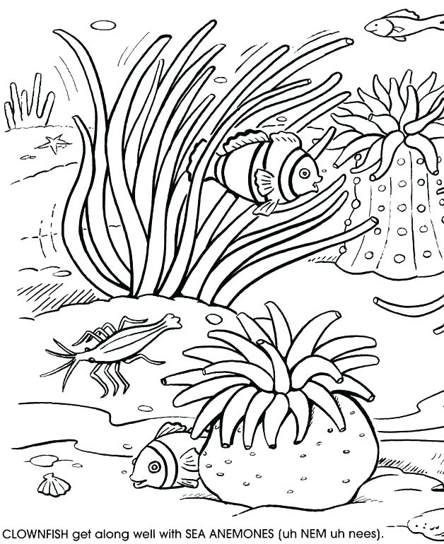 628x770 Great Barrier Reef Coloring Pages Coloring Great Barrier Reef