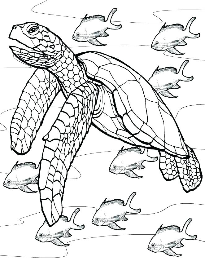 662x842 Great Barrier Reef Coloring Pages Coral Reef Coloring Page