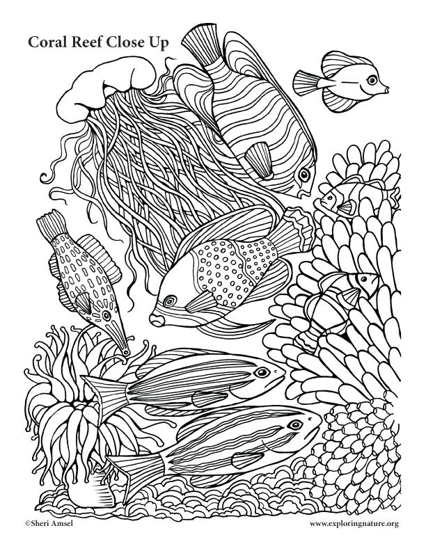 612x792 Great Barrier Reef Coloring Pages Coral Reef Coloring Pages Free