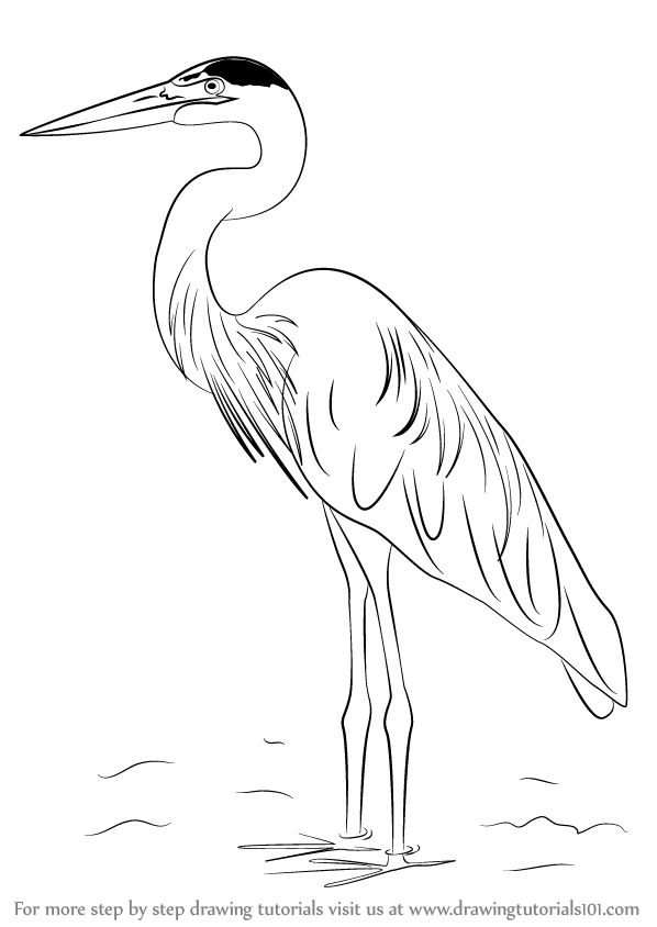 Great Blue Heron Coloring Page