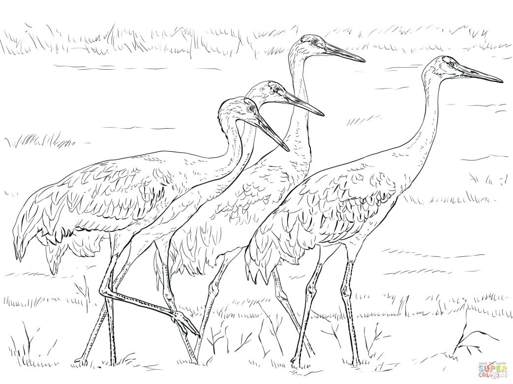 1043x782 Coloring Pages Online For Adults Great Blue Heron Field Guide