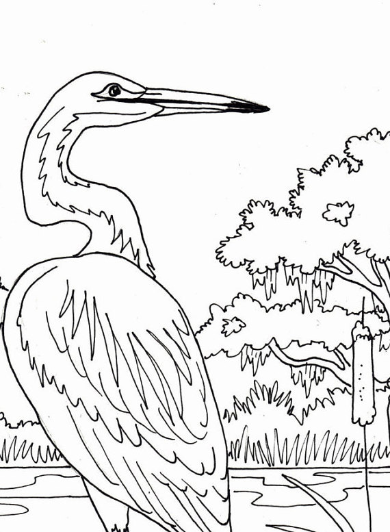 570x777 Egret Coloring Page