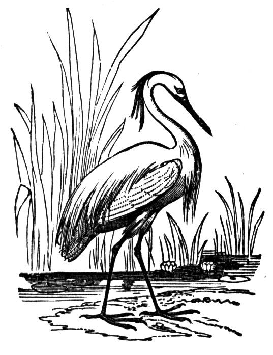 537x697 Free Heron Coloring Pages